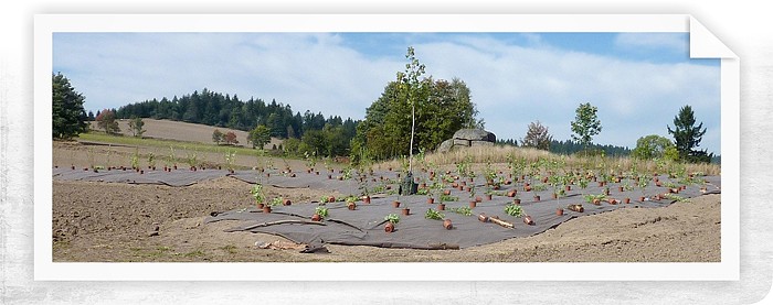 Založení větrolamu v krajině České Kanady