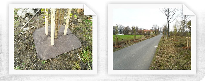 Výsadba nové aleje na historické Zlaté stezce u Prachatic